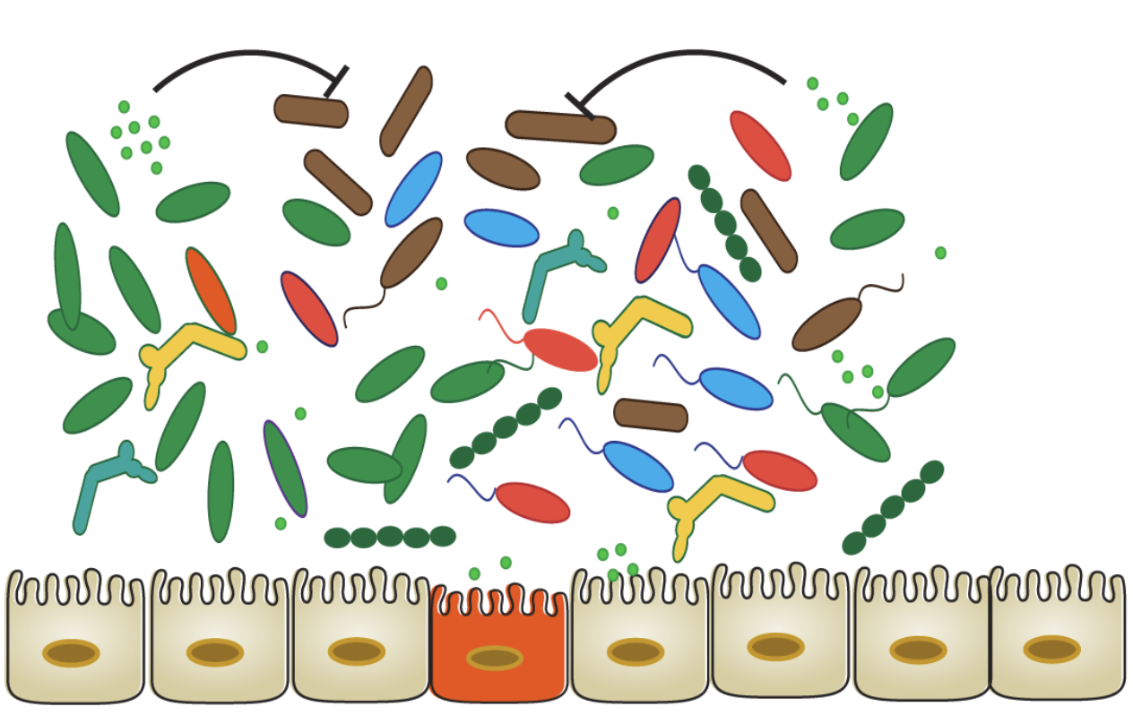 The diet-microbiome connection in inflammatory bowel disease