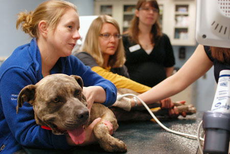 Can clinical trials on dogs and cats help people?