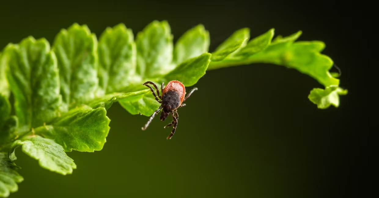 A Pennsylvania study of deer and ticks at the University of Pennsylvania School of Veterinary Medicine could shape public health and safety across the Commonwealth